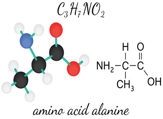 Learning About Amino Acids - Alanine