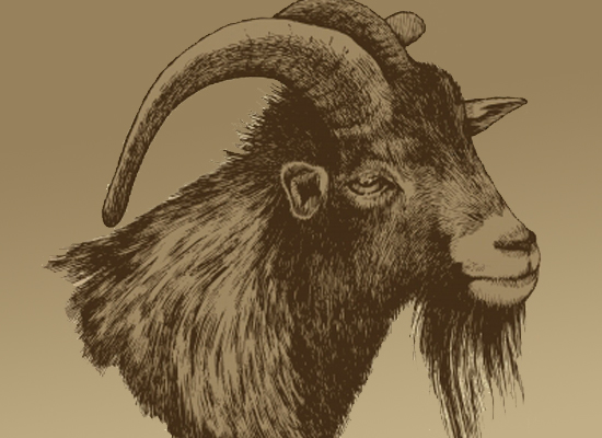 Horny Goat Weed
