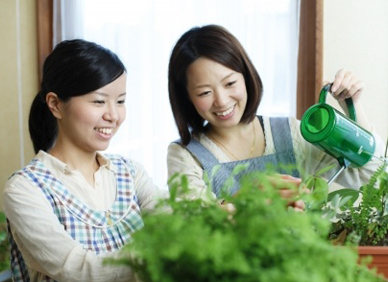 Grow Your Own Indoor Tea Garden